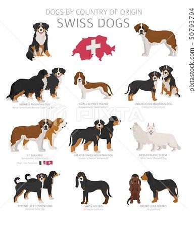 Dog Species, Dog Chart, Dog Types, Entlebucher Mountain Dog, Greater Swiss Mountain Dog, Swiss Mountain Dogs, Banana Breakfast, Cute Dog Pictures, Lap Dogs