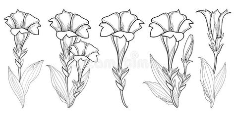 Trumpet Flowers Drawing, Gentiana Flower Tattoo, Gentian Flower Drawing, Trumpet Flower Tattoo, Nightshade Flower, Flower Sketch Pencil, Gentian Flower, Flower Lines, Mountain Flowers