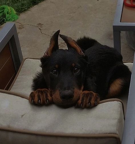 Doberman Pinscher Dog, Scary Dogs, Doberman Puppy, Doberman Dogs, Very Cute Dogs, Pretty Animals, Cute Dogs And Puppies, Cute Animal Photos, Cute Cats And Dogs