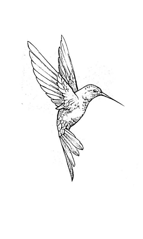 Line Work Animal Tattoo, Masculine Hummingbird Tattoo, Line Work Hummingbird Tattoo, Hummingbird Tattoo Neck, Ouat Tattoos, Hummingbird Tattoo Stencil, Fine Line Hummingbird Tattoo, Hummingbird Tattoo Design, Hummingbird Tattoo Black