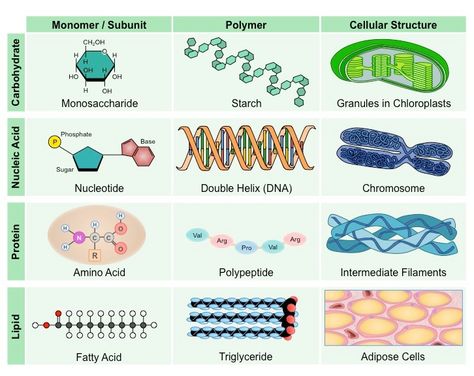 Lipids Structure, Carbon Compounds, Covalent Bonds, Medical Inspiration, Organic Molecules, Study Biology, Teaching Secondary, Covalent Bonding, High School Survival