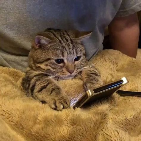 This tabby kitten must be waiting for a response to a friend request on his mobile phone. Meme Chat, Cat Watch, Drawing Faces, Cute Kittens, Drawing Tutorials, Tabby Cat, Cat Gif, Beautiful Cats, 귀여운 동물