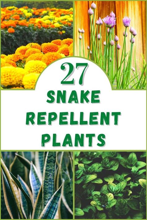 Snake Repellent Plants, Rodent Repellent Plants, Snake Repellant Plants, Snake Repellant, Snake Repellent, Plants That Repel Bugs, Garden Snakes, Repellent Plants, Outside Plants