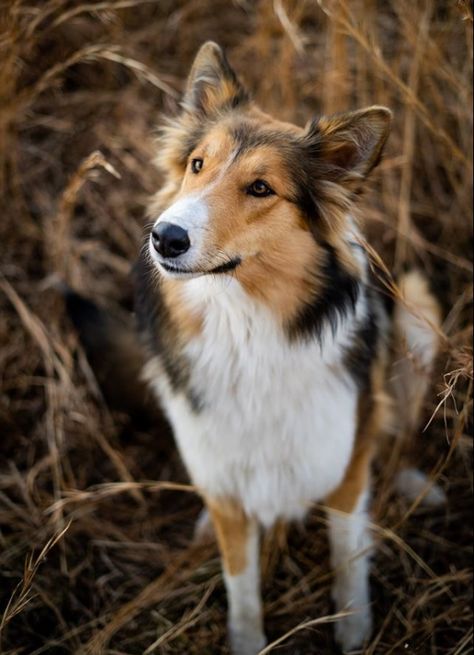 Lassie Dog, Scotch Collie, Collie Breeds, English Shepherd, Collie Puppy, Sheltie Dogs, Very Cute Dogs, Rough Collie, Herding Dogs