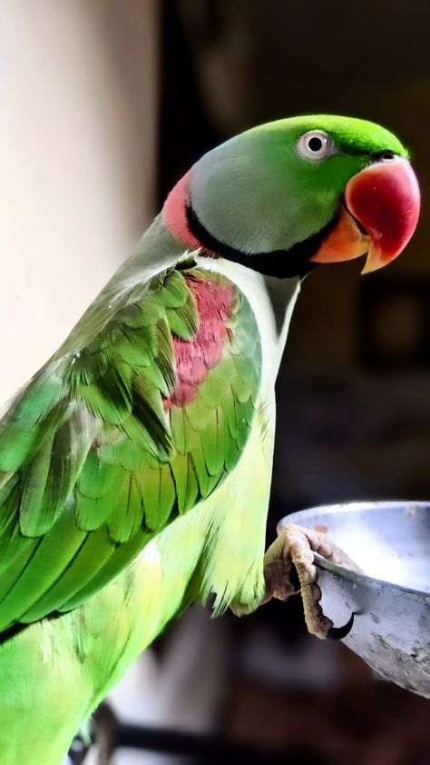 Kashmiri Raw Parrot (Alexandrine) Indian Parrot, Parakeet Colors, Alexandrine Parrot, Parrot Logo, Indian Ringneck, Dead Pictures, Birds Photography Nature, Talking Parrots, Kawasaki Zx10r