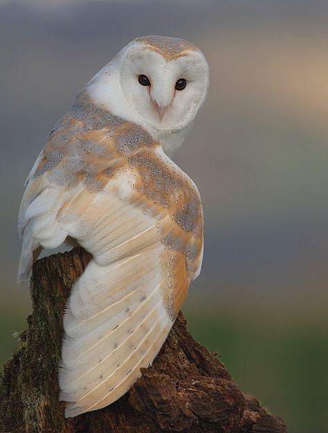 http://www.barnowl.co.uk/page95.asp Glowing Rocks, Yuumei Art, Hilarious Images, Owl Species, Barn Owls, Owl Photography, Owl Photos, Animal Study, Owls Drawing