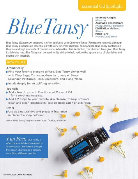 Blue Tansy Lavender Oil Benefits, Blue Tansy Essential Oil, Terra Essential Oils, Essential Oil Usage, Helichrysum Essential Oil, Citrus Essential Oil, Blue Tansy, Essential Oil Benefits, Healing Oils