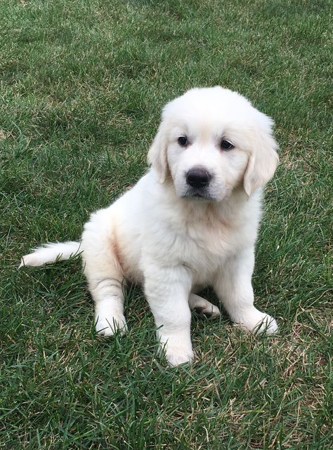 Light Golden Retriever Puppy, Irish Cream Golden Retriever, White Labs Dogs, English Cream Retriever, Golden Retriever Cream, Labrador White, English Cream Golden Retriever Puppy, English Creme Golden Retriever, Cream Golden Retriever Puppy