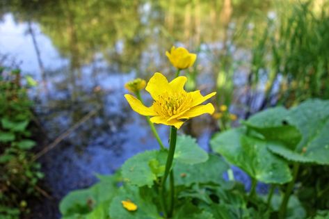 Marsh-Marigold Kingcup Flower - Free photo on Pixabay Kingcup Flower, Blowing Dandelion, Marsh Marigold, White Anemone, Picking Flowers, Forest Spirit, Evil Spirits, Water Lilies, Lily Of The Valley