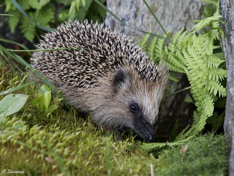 European Hedgehog, Southern Europe, Kids Books, Cute Wild Animals, Hedgehogs, Wild Animals, Animal Kingdom, Ecology, Animals Beautiful