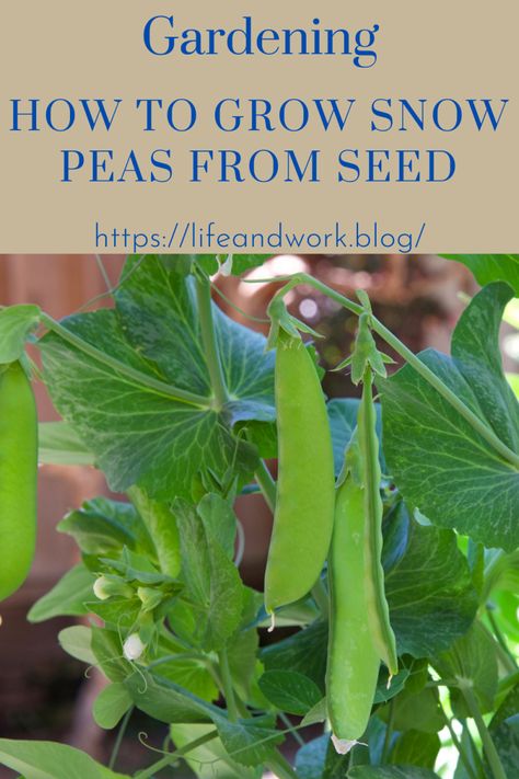 How to Grow Snow Peas From Seed Pea Growing, Growing Snow Peas, Planting Vines, Snow Pea, Organic Mulch, Snow Peas, Sugar Snap Peas, Organic Fertilizer, Garden Stuff