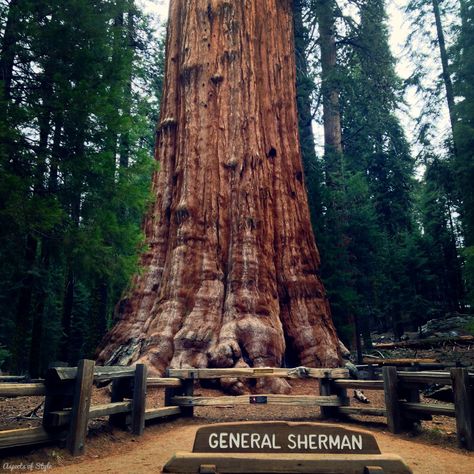 Visiting the Sequoia National Park (plus tips) Birthday Mirror, General Sherman, Sequoia Tree, Redwood National Park, Giant Tree, California National Parks, Sequoia National Park, 100th Birthday, Unique Trees