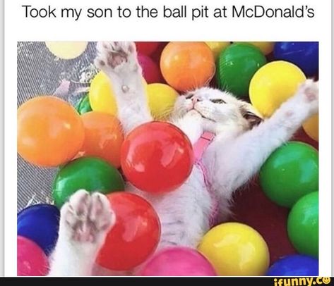 Took my son to the ball pit at McDonald’s – popular memes on the site iFunny.co #dragonballsuper #animemanga #kittens #kitties #funny #kitty #cats #cute #cat #aww #hahah #lol #son #ball #pit #mcdonalds #pic Puppy Lover, Ball Pit, Funny Cat Memes, Crazy Cat, Silly Cats, Funny Animal Pictures, Crazy Cat Lady, Beautiful Cats, Crazy Cats