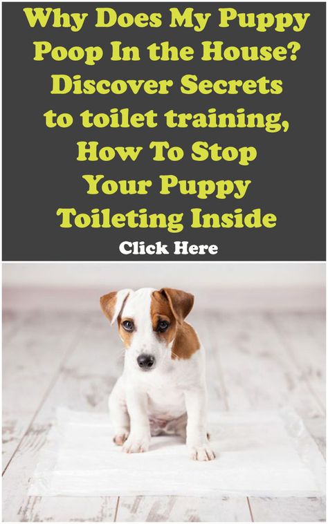 Puppy Hacks, Puppy Toilet Training, Dog Training Commands, Dogs Ears Infection, Puppy Facts, Training A Puppy, House Training Puppies, Training Puppies, How To Potty Train