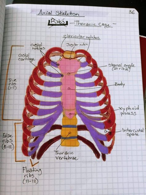 Rib Cage Diagram, Ribs Anatomy Notes, Skeleton Anatomy Drawing Study, Axial Skeleton Anatomy Notes, Thoracic Cage Anatomy, Axial Skeleton Anatomy, Skeleton System Anatomy, Skeleton Notes, Ribs Anatomy