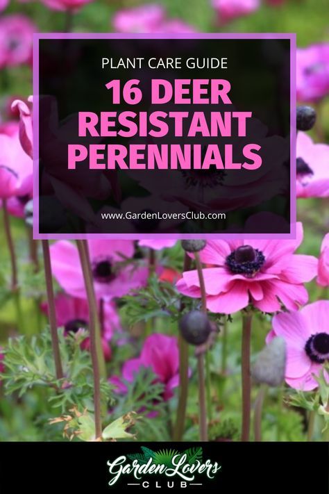 Shrubs That Deer Will Not Eat, Deer Resistant Shade Garden Design, Deer Resistant Plants Perennials, Deer Resistant Flowers Perennials, Deer Resistant Landscaping Perennials, Deer Resistant Annual Flowers, Deer And Rabbit Resistant Perennials, Plants That Deer Will Not Eat, Full Sun Deer Resistant Perennials