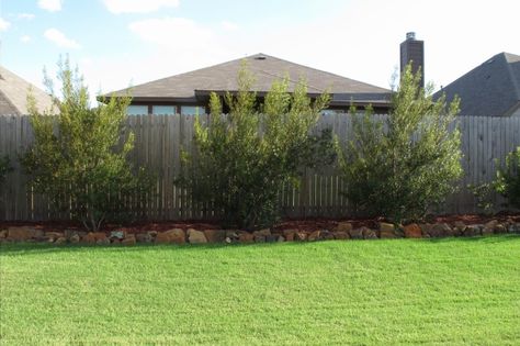 Oh, the difference a year makes… | Operation Home. Wax Myrtles on the fence line. Love the backyard work. Need to replicate some. Wax Myrtle Landscaping, Pacific Wax Myrtle Hedge, Wax Myrtle Hedge, Wax Myrtle Tree, Wax Myrtle Tree Privacy Hedge, Wax Myrtle, Landscaping Along Fence Line Backyards, Fence Line Landscaping Ideas, Landscaping Along Fence