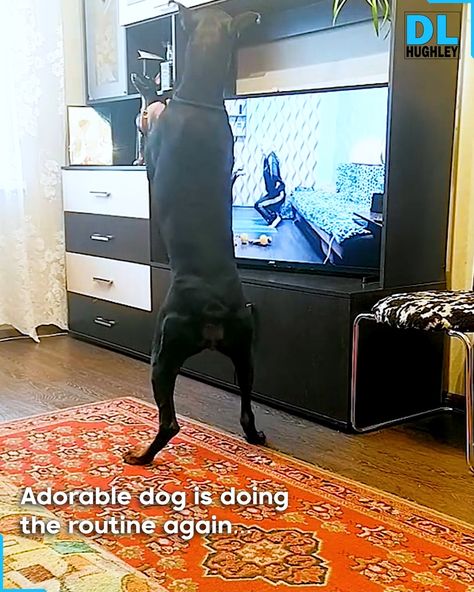 Adorable Doggo Doing Workout | physical exercise | This Doberman watches its exercise routine and tries to do it again | By D.L. Hughley Doberman Pinscher Funny, Tv Workouts, Tv Sport, Dog Exercise, Doberman Dogs, Funny Cats And Dogs, Watch Dogs, Do Exercise, Funny Dog Videos