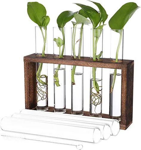 Tabletop Terrarium, Hanging Glass Planters, Pothos Vine, Wall Mounted Planters, Propagation Station, Clear Vases, Wood Rack, Table Office, Glass Flower Vases