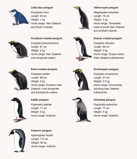 Penguins of the New Zealand region - Te Ara - The Encyclopedia of New Zealand    - Artwork by Bruce Mahalski Penguin Worksheets Free, Different Types Of Penguins, Penguin Breeds, Cafeteria Kitchen, Café Kitchen, Types Of Penguins, Penguin Facts, Bar Pictures, Galapagos Penguin