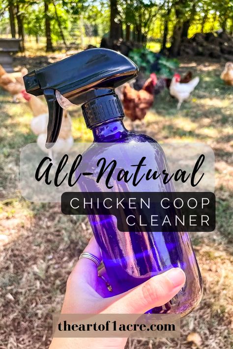 Chicken Coop Cleaner, Natural Chicken Coop, Coop Cleaner, Free Range Chickens Coop, Inside Chicken Coop, Herbs For Chickens, Urban Chicken Farming, Clean Chicken, Chicken Pen