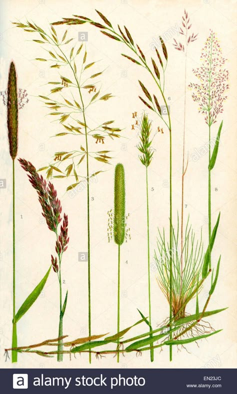 Rye Grass, Grass Drawing, Learn Acrylic Painting, Wild Grasses, Grass Painting, Art Zine, Acrylic Painting Ideas, Wild Grass, Vintage Botanical Prints