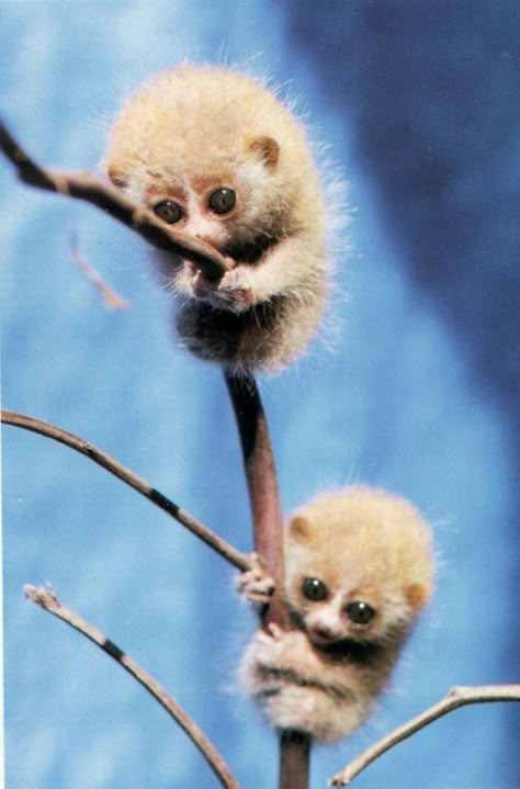 Slow Loris, Animal Babies, Cute Animal Pictures, Primates, Animal Pics, Small Animals, Sweet Animals, Cute Creatures, Animal Planet