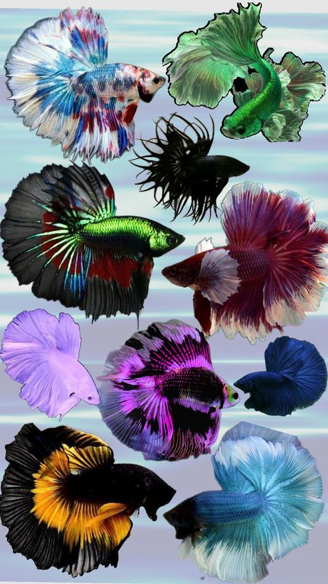 animal collection, betta fish Beautiful Beta Fish, Betta Fish Mermaid, Green Betta Fish, Skin Markings, Mermaid Oc, Fish Fashion, Aquatic Art, Koi Betta, Beta Fish