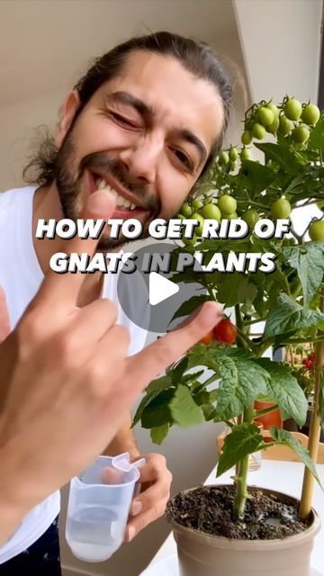 Kill Gnats In House Plants, Diy Gnat Repellant, Get Rid Of Plant Gnats, Knats Killer Diy For Plants, How To Kill Gnats In House Plants, How To Get Rid Of Plant Gnats, Plant Gnats How To Get Rid, Get Rid Of Gnats In The House, How To Get Rid Of Gnats In House Plants