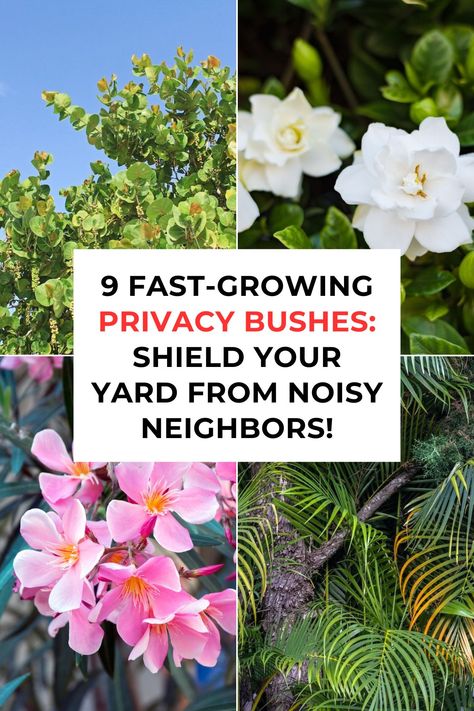 If you treasure your backyard solitude but live close enough to your neighbors to hear their conversations or have them peek into your space, privacy bushes can be the natural solution you're looking for. Privacy Bushes, Oleander Plants, Decorating Styles Quiz, Flower Bushes, Fast Growing Shrubs, Noisy Neighbors, Shrubs For Privacy, Florida Garden, Privacy Trees