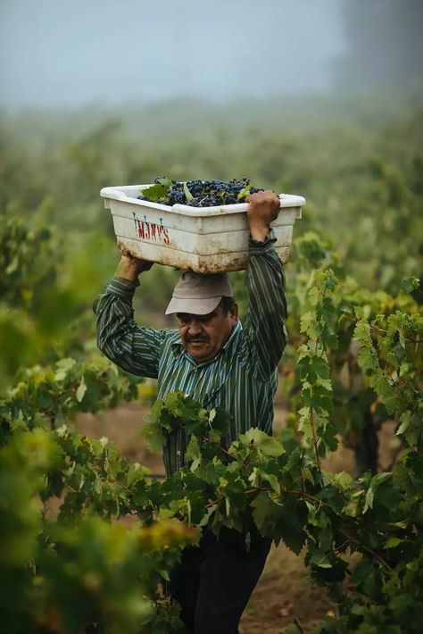 Lucia�o Cornejo balances his bin on his head as he runs through vineyard to drop off his grapes at the Limerick Lane Vineyard in Healdsburg, Calif. Tuesday, August 30, 2017. Wine Shoot, Farm Photos, Grape Wine, Contra Costa County, Wine Vineyards, Grape Harvesting, Farm Photo, Wine Country California, Dry Creek