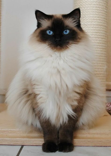 "So very beautiful" Cat Breeds Siamese, Fluffy Cat Breeds, Gatos Cool, Ragdoll Kittens, Ragdoll Kitten, Gorgeous Cats, Fluffy Cat, Ragdoll Cat, Cute Cats And Kittens