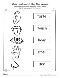 The five senses matching activity worksheet for preschools Five Senses Kindergarten, 5 Senses Worksheet, Grade R Worksheets, Five Senses Worksheet, Five Senses Preschool, 5 Senses Activities, Free Printable Alphabet Worksheets, Senses Preschool, My Five Senses