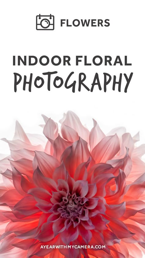 Different Times Of Day, Foto Macro, Macro Photography Flowers, Dslr Photography Tips, Photography Cheat Sheets, Indoor Photography, Beautiful Flowers Photos, Dslr Photography, Photography Basics