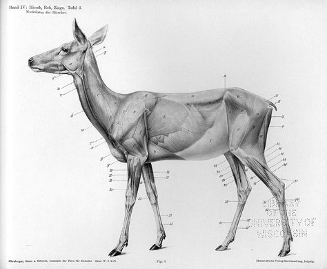 deer anatomy Deer Anatomy, Deer Skeleton, Deer Drawing, Animal Anatomy, Animal Study, Anatomy For Artists, Curious Creatures, Scientific Illustration, Anatomy Drawing