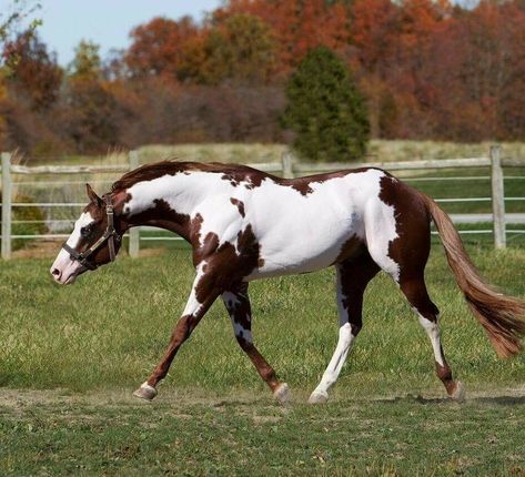 Frame Overo Paint Horse, Frame Overo Horses, Chestnut Appaloosa, Cheval Pie, Pinto Horses, Horse Markings, Horse Coat Colors, American Paint Horse, Paint Horses