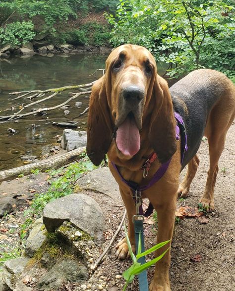 Unmatched Sense of Smell: Bloodhounds are renowned for their incredible noses. They have around 220 to 300 million scent receptors, compared to humans' mere 5 million. \ #bloodhound #CanineFitness #dogoftheday #georgetowndogs #dogsofgeorgetown #dcdogs #georgetown #dogrunner #dogadventures #dogfitness #doggydaycare #doghikes #pantandwag Hound Dog Aesthetic, Red Bloodhound, Bloodhound Dog Drawing, Blood Hound Dog, Bloodhound Painting, Bloodhound Dogs, Sense Of Smell, Ppg And Rrb, Dog Exercise