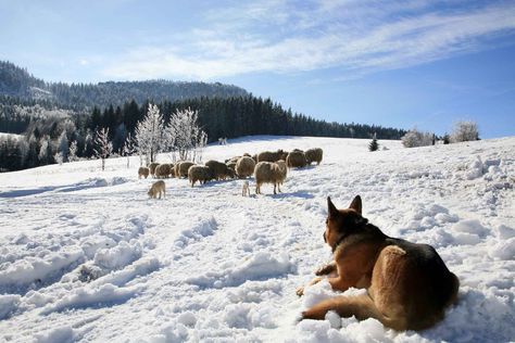 Learn how to train your dog to herd sheep using practice with birds, natural herding, and model methods. Herd Of Sheep, Farm Poster, Sheep Dogs, Sheep Dog, Dog Drawings, Herding Dogs, Train Your Dog, American Kennel Club, Shepherd Dogs