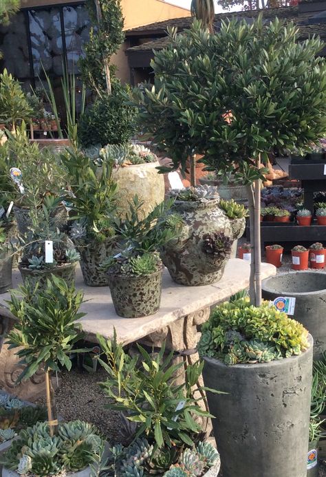 Garden Succulents, Rogers Gardens, Container Gardens, Balboa, Newport Beach, Garden Center, Organic Gardening, Green Thumb, Flower Shop