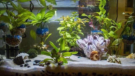 40 Gallon Fish Tank: Everything You Need To Know – Everything Fishkeeping 40 Gallon Aquarium, Marimo Moss Ball Terrarium, Oscar Fish, Marimo Moss Ball, Marimo Moss, Community Tanks, Tropical Freshwater Fish, Moss Ball, Fishing For Beginners