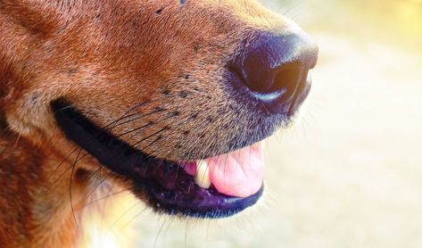 How To Make A Dog's Breath Smell Better Dog Whiskers, Dog Advice, Dog Breath, Puppy Cut, Cat Whiskers, Dog Facts, Dog Supplements, Moustaches, Diy Dog Stuff