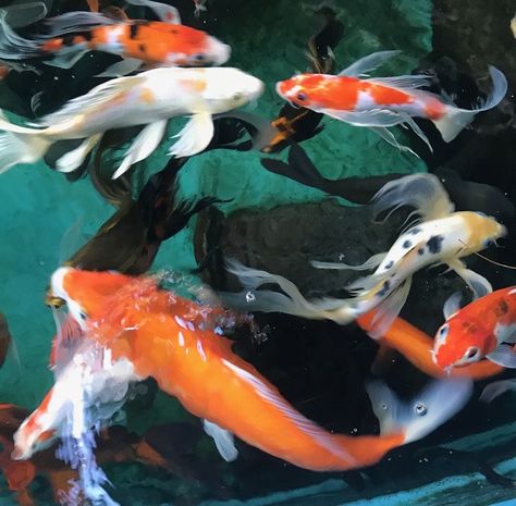 Koi Fish Pfp, Sea Life Aesthetic, Coy Fish, Fish Icon, Koi Fish Pond, Fish Sea, Japan Aesthetic, Life Aesthetic, Aesthetic Cute