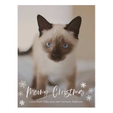 Meowy Christmas for Humom Cat Mom or Dad Postcard  #fathersdaymoment #fathersdayfollowtrain #FathersDayCards happy fathers day quotes from daughter, happy fathers day quotes, funny fathers day quotes, 4th of july party Dad Birthday Quotes, Funny Fathers Day Quotes, Cat Christmas Cards, Adoption Photos, Father Daughter Gifts, Happy Father Day Quotes, New Kitten, Country Girl Quotes, Cat Holidays