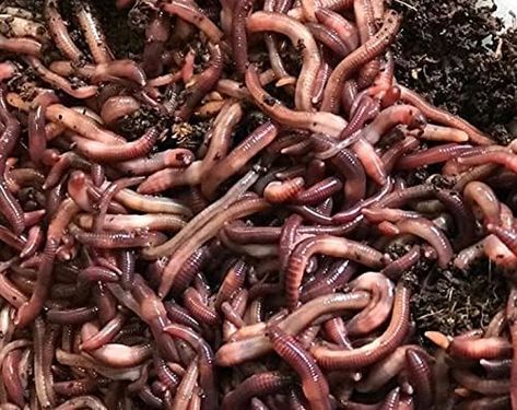 Fishing Worms, Red Wigglers, Composting At Home, Worm Composting, Worm Farm, Food Scraps, Seed Germination, Advantages And Disadvantages, Earthworms