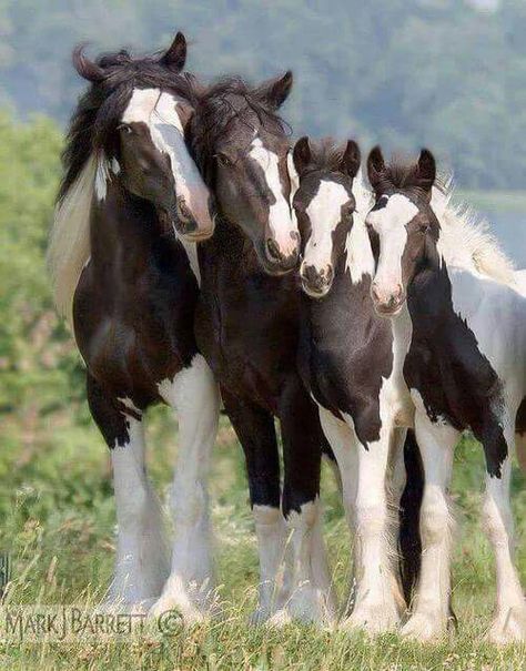 Adorable horse family, all decked out in black and white. Cheval Pie, Baby Horses, Most Beautiful Animals, Majestic Horse, All The Pretty Horses, Horse Crazy, Limassol, Draft Horses, White Horses