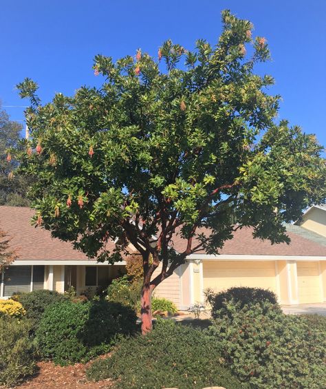 Strawberry tree - Sacramento Tree Foundation Sassafrass Tree, Arbutus Marina Tree, Arbutus Marina, Sargent Crabapple Tree, Alberta Peach Tree, Strawberry Companion Plants, Barbados Cherry Tree, Arbutus Unedo, Hydrangea Tree