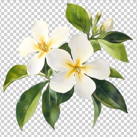 White Blossom Bouquet on a wight background | Premium AI-generated PSD Blossom Bouquet, White Blossom, Create Icon, Poster Maker, Business Card Maker, Video Background, Flyer Maker, Create Image, Cartoon Clip Art