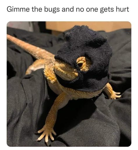 Pet Lizard Aesthetic, Blue Bearded Dragon, Fat Bearded Dragon, Funny Lizards, Bearded Dragon Funny, Bearded Dragon Cute, Pet Lizards, Cute Lizard, Leopard Geckos