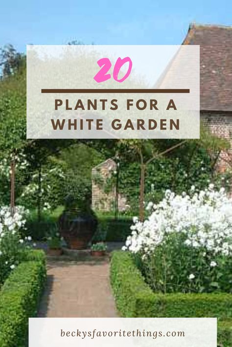 Always dream of creating an all white garden?  Take a look at these plants to get you started. Green And White Gardens Landscapes, All White Garden, White Perennial Flowers, Garden Ideas India, Green And White Garden, White Climbing Roses, Spirea Shrub, White Flowers Garden, Perennial Garden Plans