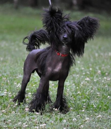 Chinese Crested Puppy, Chinese Crested Hairless, Chinese Crested Powder Puff, Teacup Yorkie Puppy, Hairless Dog, Chinese Crested Dog, African Wild Dog, Chinese Crested, Yorkie Puppy